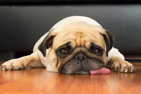 Köpeklerde Halsizlik ile İlgili Önemli Bilgiler