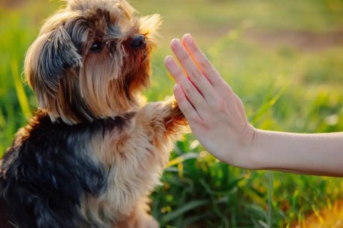 Yavru Köpeklerinizi Mutlu Edin: Etkin Çözümler