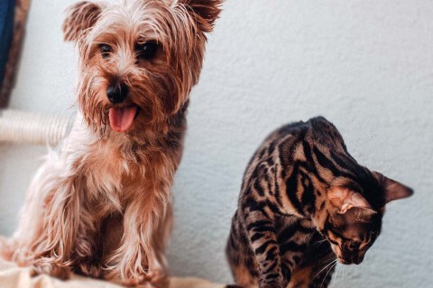 Köpek ve Kedilere Et Kemik Tavuk Suyu Verilir mi?