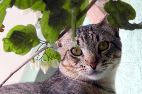 Kedilerin Yalnız Kalma Korkusu: Bu Durumla Nasıl Başa Çıkılır?