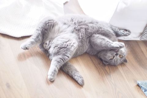 Kediler Neden Mırlar? Kedilerin Mırlamasının Anlamı Nedir ?