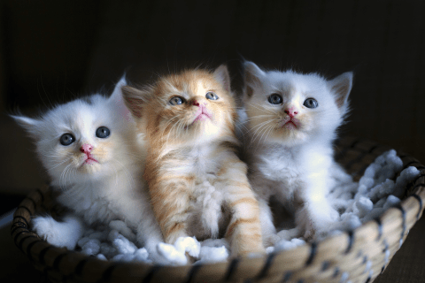 Kedilerde Hamilelik Süresi ve Belirtileri