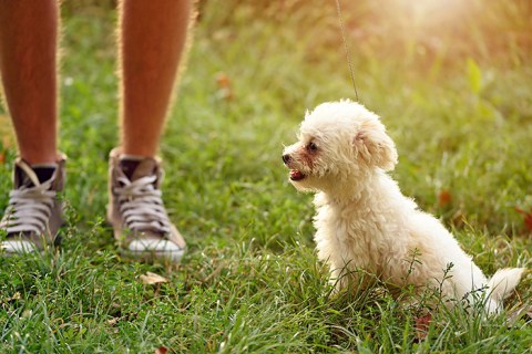 Bichon Frise Cinsi Köpek Özellikleri ve Bakımı