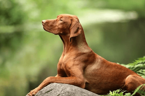 Vizsla Köpek Irkı Özellikleri ve Bakımı