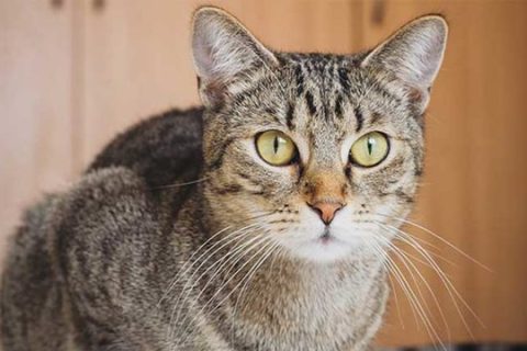 Tekir Kedilerin Bakımları ve Özellikleri