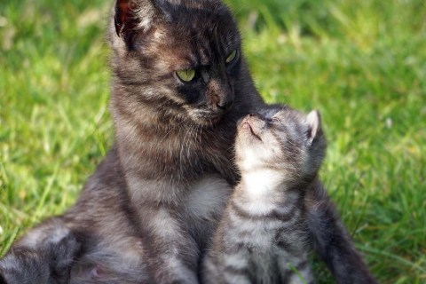 Yavru Kediler Annesinden Ne Zaman Ayrılmalıdır?