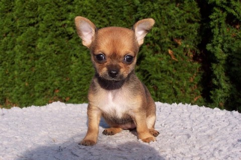 Chihuahua (Şivava) Mama Seçimi İpuçları Nelerdir ve Nelere Dikkat Etmeliyiz ?