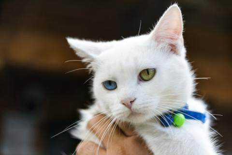 Turkish Van Kedisi Tüm Özellikleri ve Bakımı