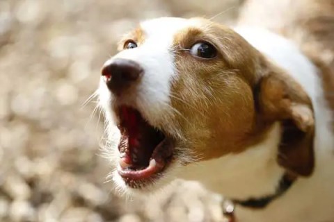 Köpeğim Sürekli Havlıyor. Ne Yapmalıyım?