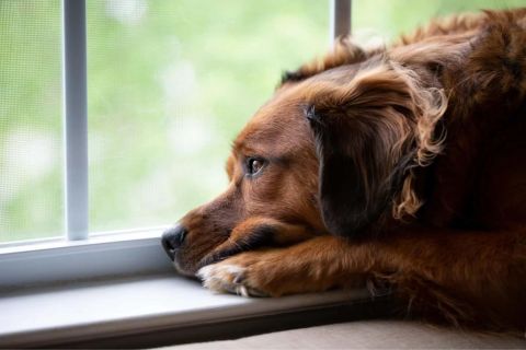 Köpeklerde Regl Dönemi Hakkında Her Şey