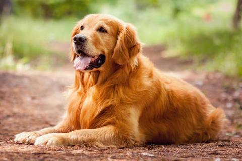Golden Retriever Cinsi Köpek Özellikleri ve Bakımı