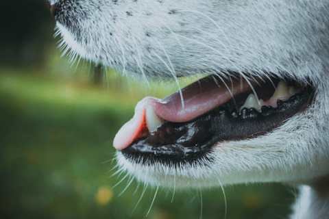Köpeğimin Ağzı Kokuyor. Sebebi Ne Olabilir?