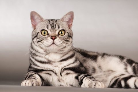 Kedilerin Mırlaması: Rahatlama ve İletişim Arasındaki İnce Çizgi