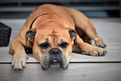 Köpeklerde İdrar Kaçırma Tedavisi Nasıl Yapılır?