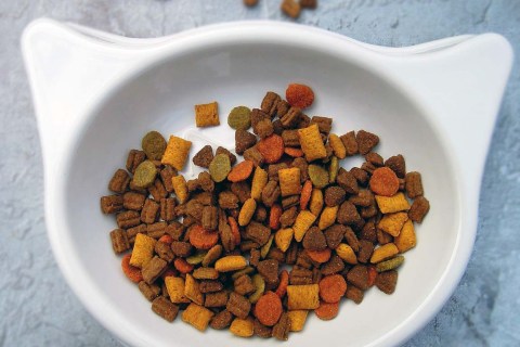 Kediniz için En İyi Mamayı Nasıl Seçebilirsiniz?