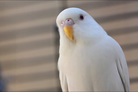 Muhabbet Kuşu Cinsleri Nasıl Anlaşılır?