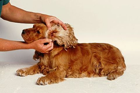 Köpeklerde Sıkça Görülen Parazitler ve Korunma Yöntemleri