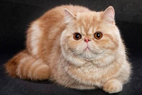 Exotic Shorthair Kedisi Özellikleri Nelerdir Bakımı Nasıldır?