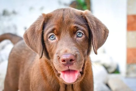 Köpekler Üzgün Olduklarında Ne Yapar?