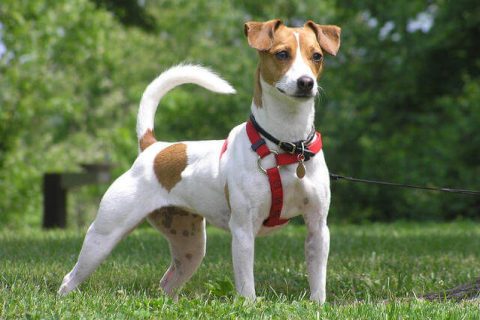 Jack Russell Cinsi Köpek Özellikleri ve Bakımı