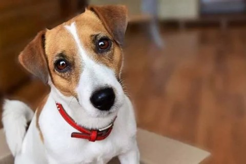 Jack Russel Cinsi Köpek Özellikleri ve Bakımı