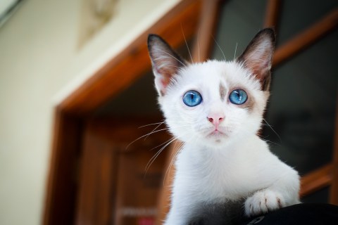 Sevgi İsteyen Kedi Nasıl Anlaşılmaktadır?