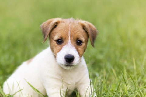Köpeğim Garip Davranıyor. Sebebi Ne Olabilir?