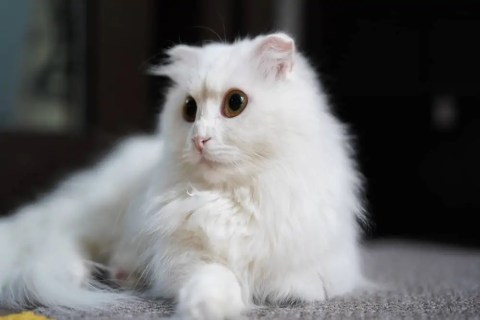 Napolyon Cinsi Kedi Özellikleri ve Bakımı