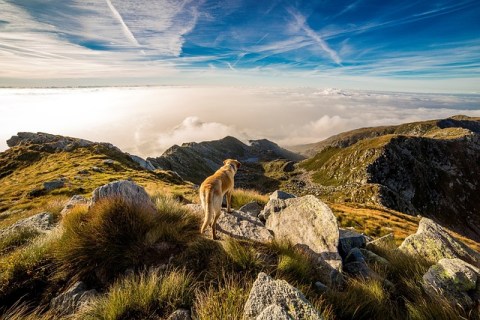 Köpekler Neden Sahibinin Ayak Ucunda Yatar?