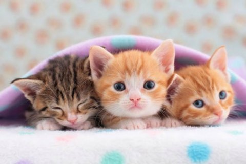 Kediler Neden Mırlar? Kedi Mırlamasının Faydaları Nelerdir?