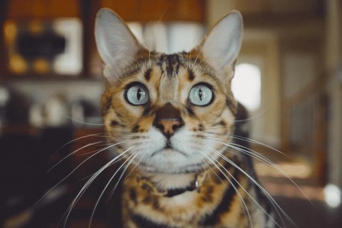Serengeti Cinsi Kedi Özellikleri ve Bakımı