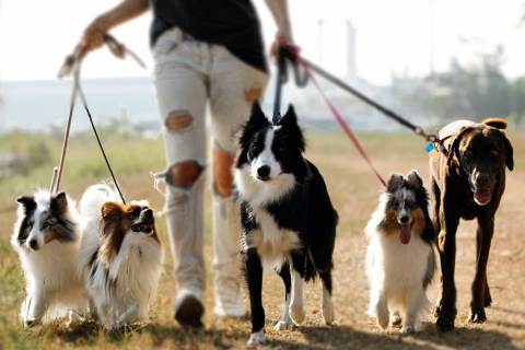 Köpek ve Diğer Canlılar Depremi Önceden Hissedebilir mi?