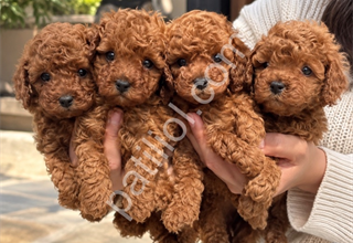 Özel Seçim Toy Poodle Yavrularımız