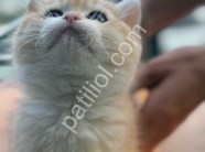 Show Kalite Golden British Shorthair