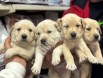 Resmi işletmeden Golden bebekler