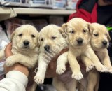 Resmi işletmeden Golden bebekler