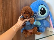 RESMİ İŞLETMEDEN KORE TOYPOODLE YAVRULARI