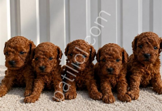 ANATOMİ HARİKASI TOY POODLE YAVRULAR