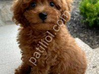 Toy Poodle Sevimli Yavrular