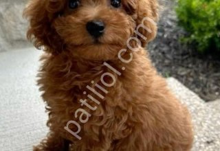 TOY POODLE SEVİMLİ YAVRULAR