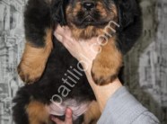 Kralların Köpeği