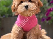 Tuvalet Eğitimli Maltipoo Yavrular