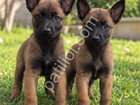 Irk Özellikleriyle Dikkat Çeken Malinois