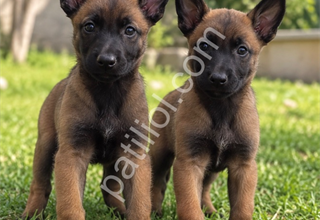 Irk Özellikleriyle Dikkat Çeken Malinois