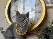 British Shorthair Safkan yavrular