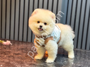 Tüy yumağı dost canlısı pomeranian yavrularım