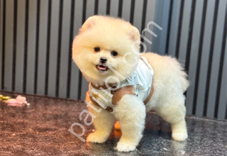 Tüy yumağı dost canlısı pomeranian yavrularım