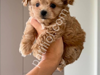 Maltipoo Cinsi Yavrular Ev Üretimi