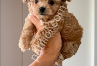 MALTİPOO CİNSİ YAVRULAR EV ÜRETİMİ