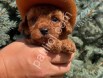 Show kalite Toy Poodle